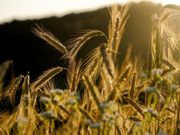 По прогнозу аналитической компании «ПроЗерно», урожай зерновых и зернобобовых культур в 2026 году может составить 132,9 млн т (без учета новых регионов), в том…