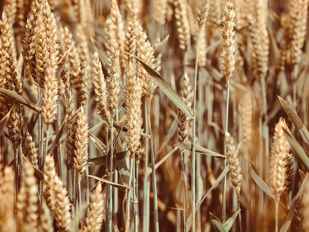 Российские селекционеры пшеницы могли бы получать 15 млрд руб. роялти за счет высева своих сортов в случае отладки механизма сбора таких авторских отчислений.…