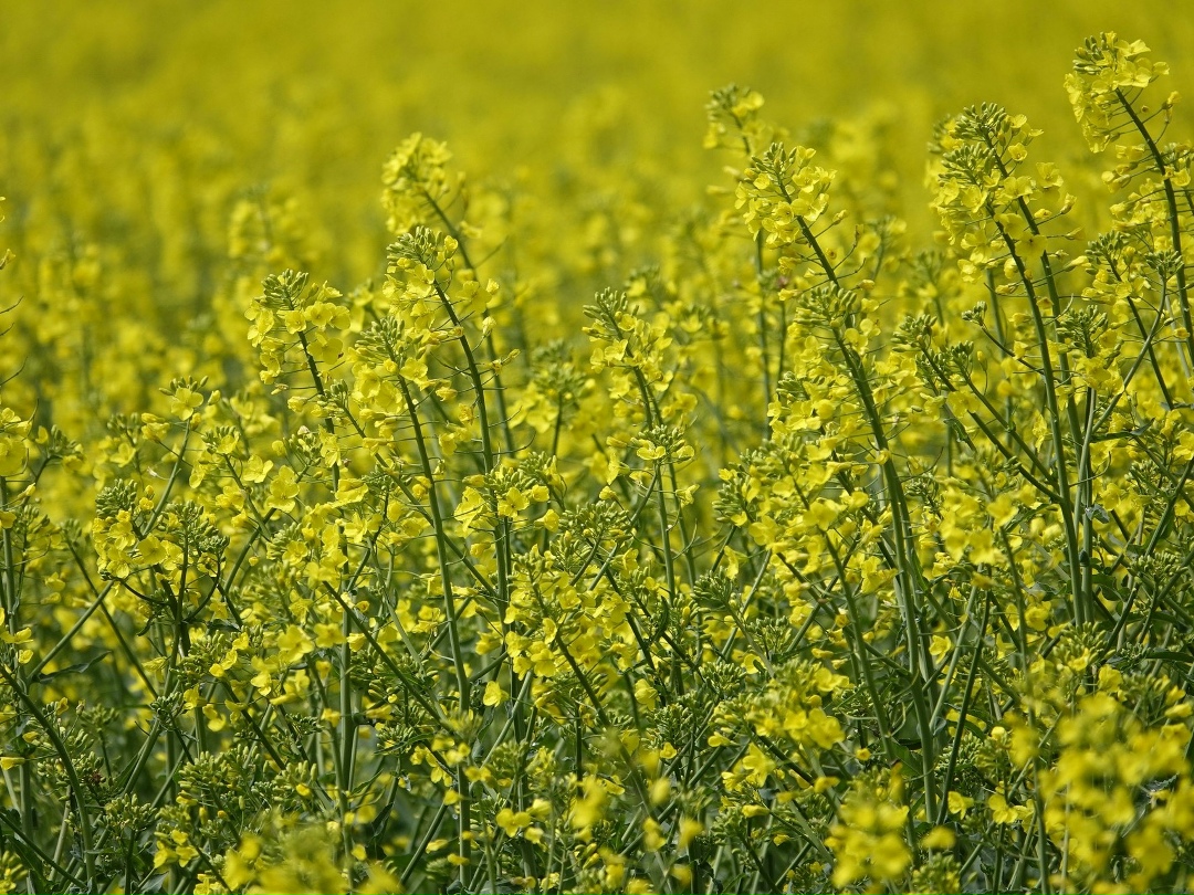 В прошлом году суммарные мощности по переработке масличных увеличились на 3 млн т и достигли 36 млн т, поэтому конкуренция за сырье увеличивается. Об этом…