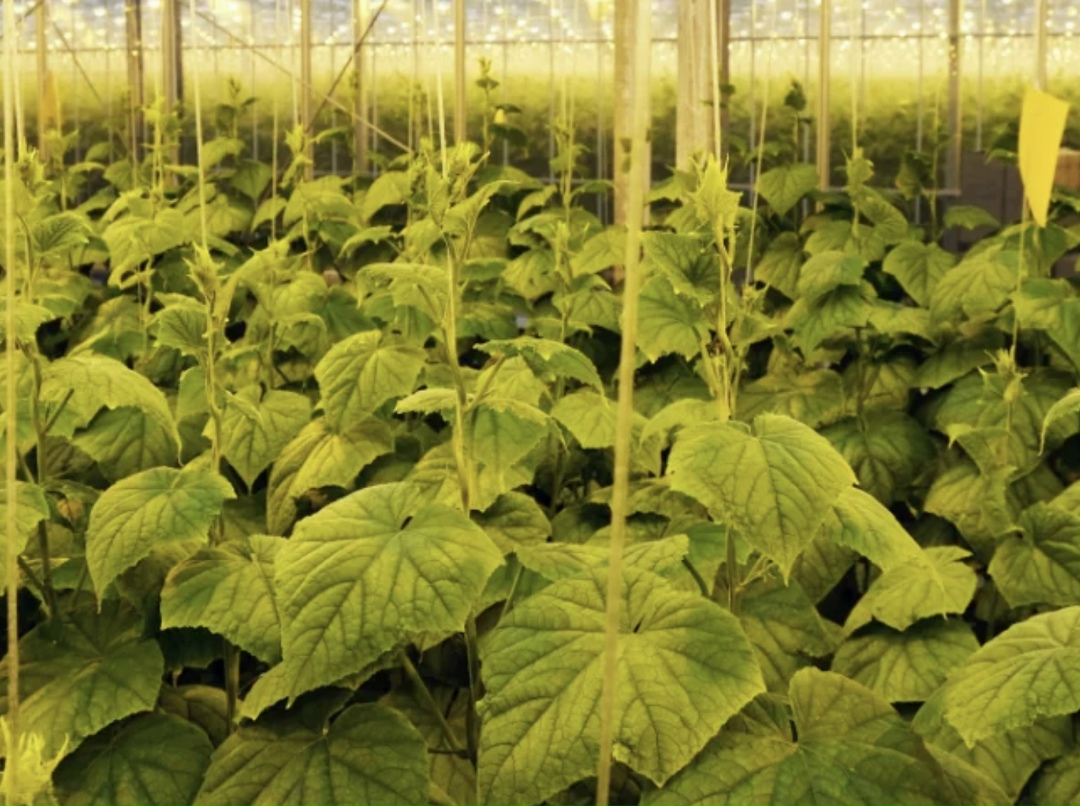 Тепличный комплекс «Смоленский» (входит в группу «Горкунов») продолжает реализацию инвестиционного проекта по расширению тепличного комплекса в Рославле…