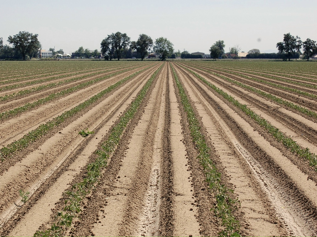 Сельское хозяйство показывает устойчивую положительную динамику, объемы его производства за прошлый год выросли почти на 5%