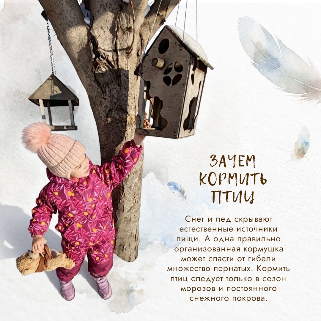 Представьте: всего за одну морозную ночь мелкие пернатые могут потерять до 10% своего веса