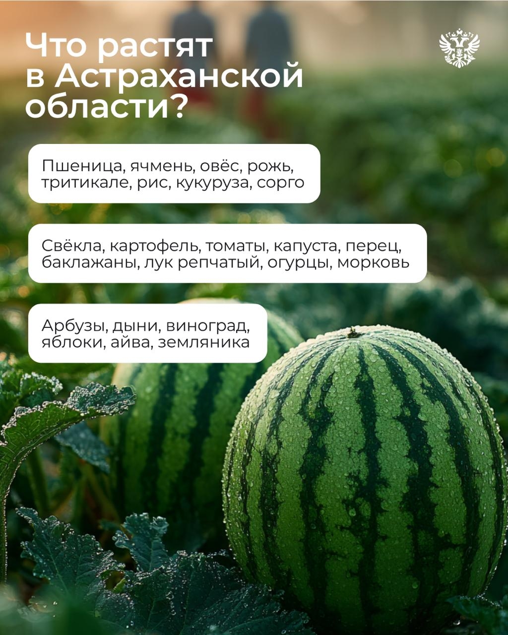 Интересный факт № 1: астраханские арбузы так хороши, что стали региональным брендом
