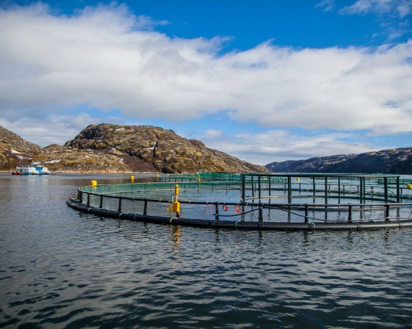 Застрахованный объем товарной аквакультуры в 2025 году составил 4,9 тыс. т, или около 1,3%, в планах на этот год – 4,8 тыс. т (1,3%)