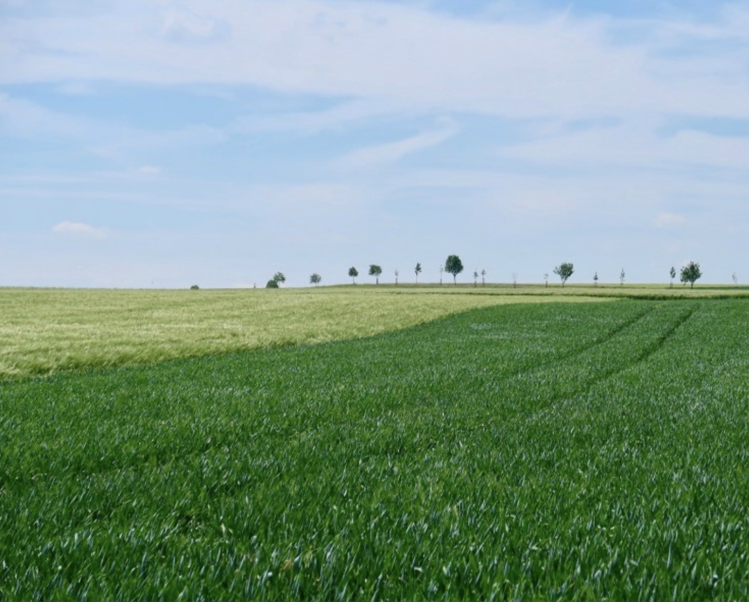 Паспорт поля: почему важно знать, чем «дышит» почва. Бизнес должен относиться к почве как к партнеру, в которого нужно вкладываться