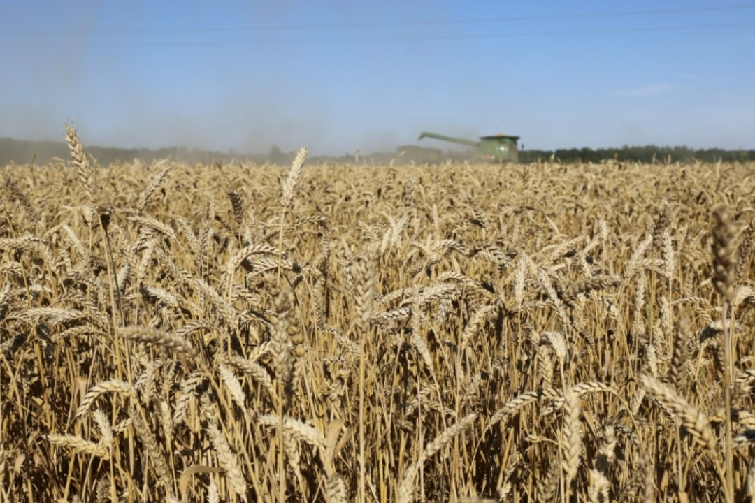 В Краснодарском крае для обеспечения плодородия сельхозземель вводится запрет на выращивание на одном поле более двух лет подряд зерновых колосовых. Об этом…