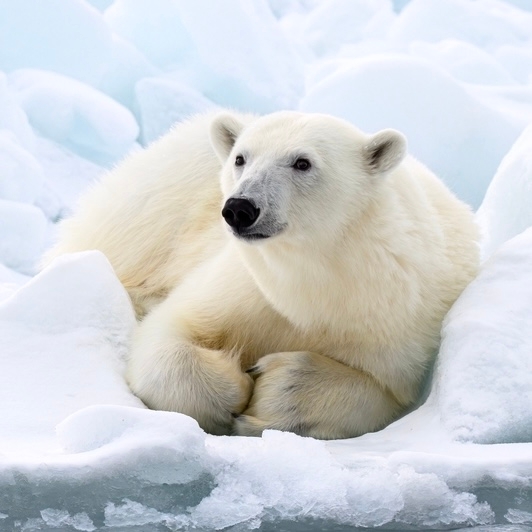 Отмечаем День полярного медведя Этот грозный зверь — символ Арктики и самый крупный наземный хищник в мире.