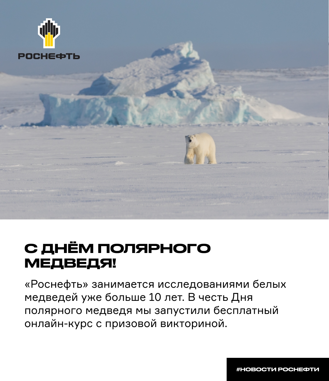 ‍ День полярного медведя Его называют хозяином Арктики и полярным странником