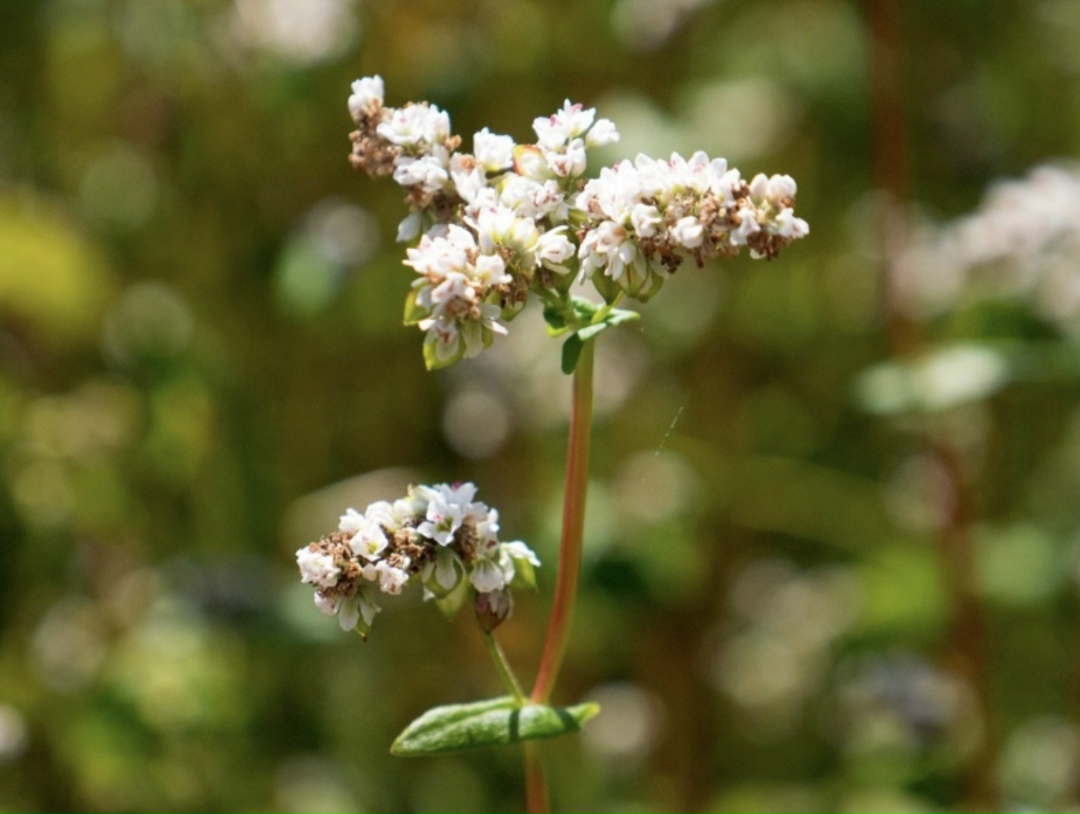 Урожай гречихи в этом году может составить 1 млн т против 900 тыс. т в 2025-м. Такой прогноз на «Зимней зерновой конференции» представил гендиректор Института…