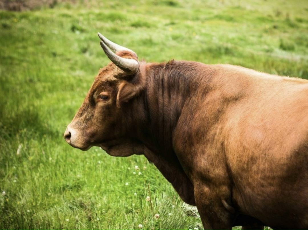 Компания «Прогресс Агро» планирует клонировать быка по технологии Handmade Cloning. Об этом «Ведомостям» рассказал эмбриолог Петр Икономов, занимающийся…