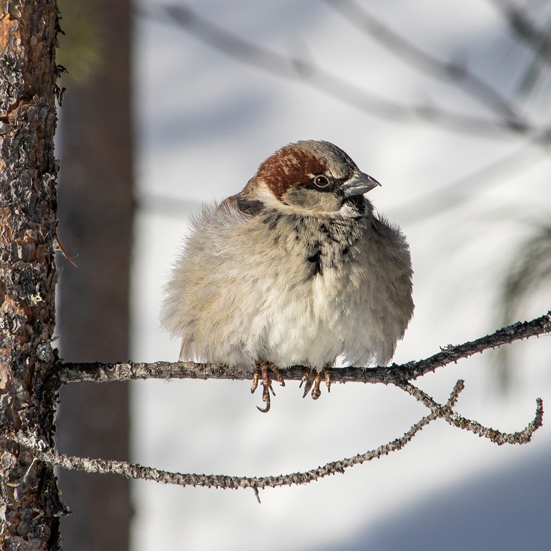 Сегодня Россия отмечает День Арктики – бескрайнего и завораживающего региона. Это край хрупкой красоты и кладовая ресурсов нашей страны