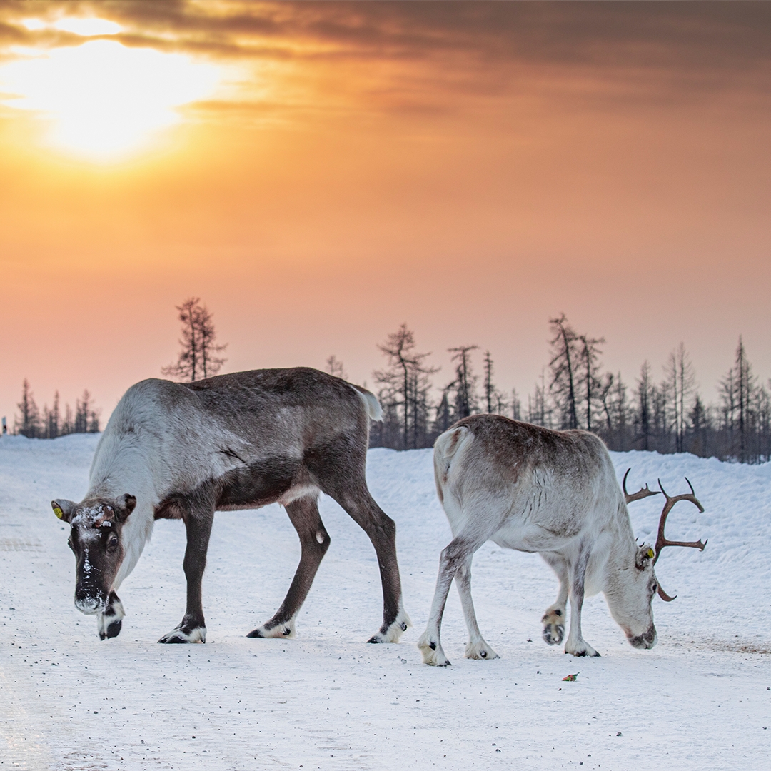 Сегодня Россия отмечает День Арктики – бескрайнего и завораживающего региона. Это край хрупкой красоты и кладовая ресурсов нашей страны