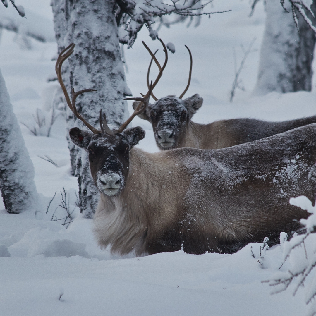 Сегодня Россия отмечает День Арктики – бескрайнего и завораживающего региона. Это край хрупкой красоты и кладовая ресурсов нашей страны