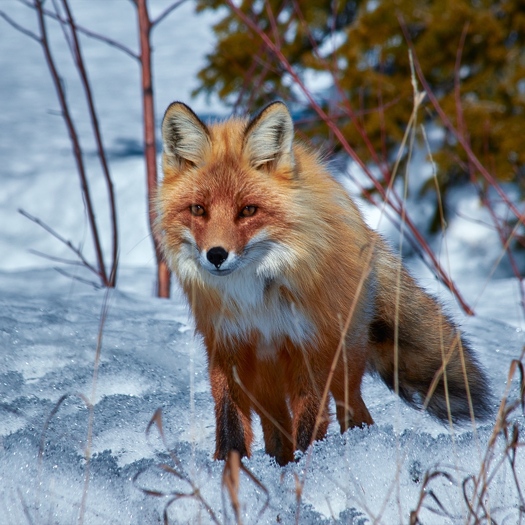 Сегодня Россия отмечает День Арктики – бескрайнего и завораживающего региона. Это край хрупкой красоты и кладовая ресурсов нашей страны