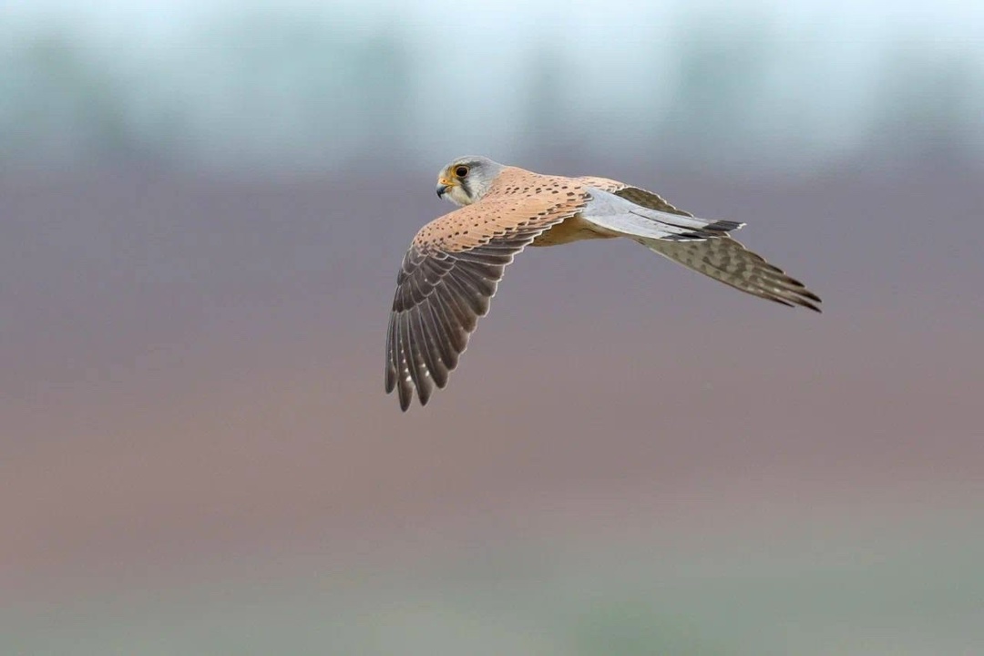 Полёт творчества Невероятные кадры из Нижегородской области от нашего коллеги Вячеслава Юсупова.