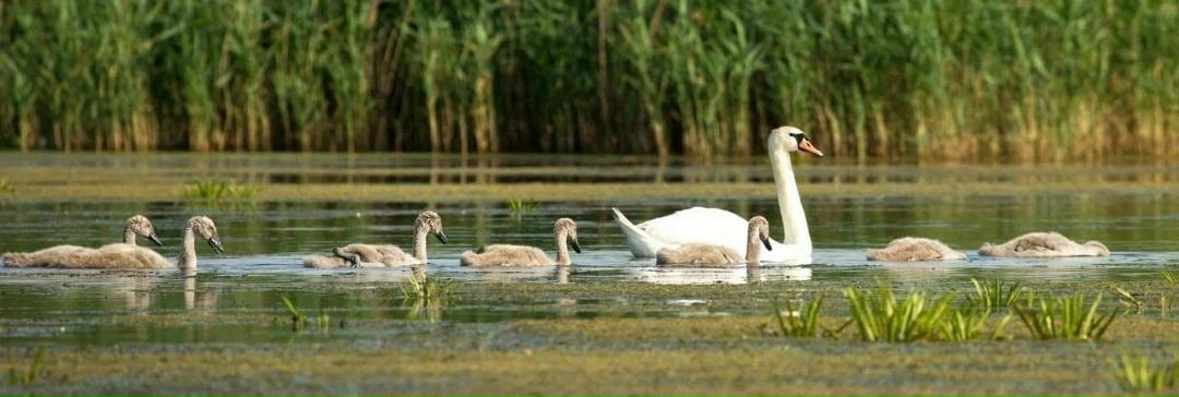 Полёт творчества Невероятные кадры из Нижегородской области от нашего коллеги Вячеслава Юсупова.
