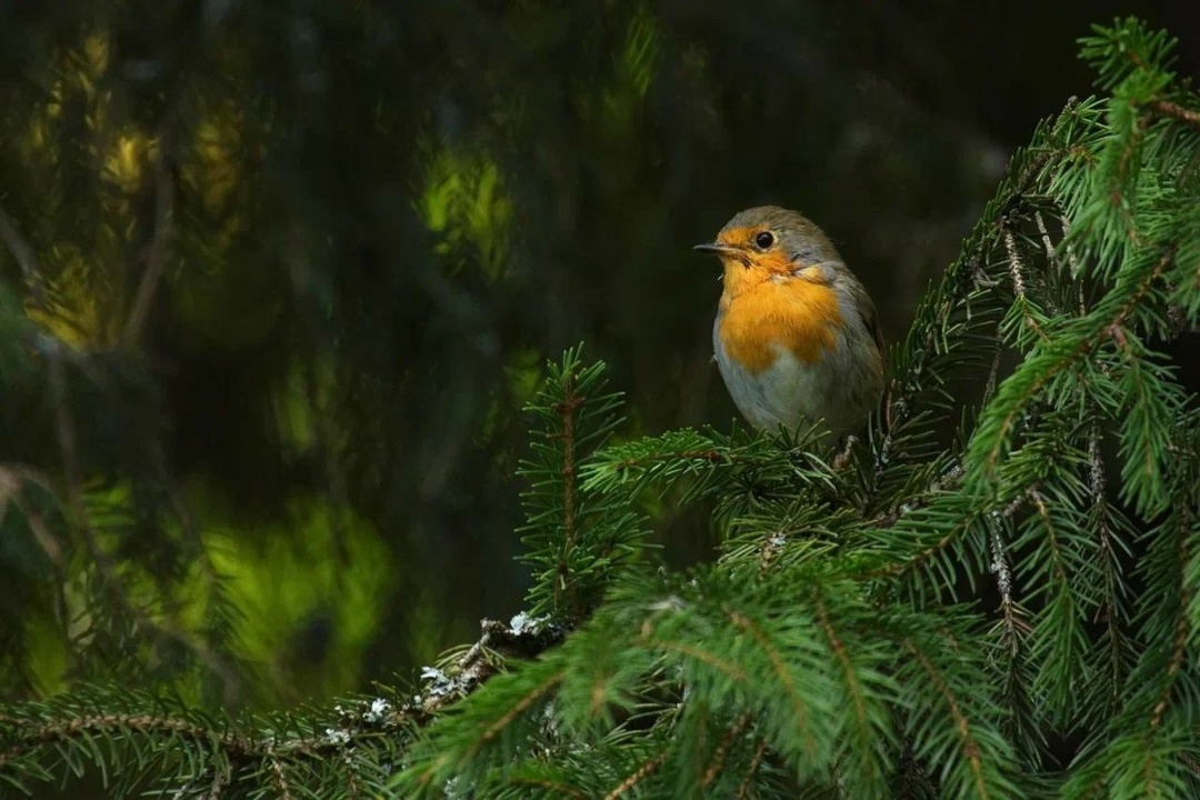 Полёт творчества Невероятные кадры из Нижегородской области от нашего коллеги Вячеслава Юсупова.