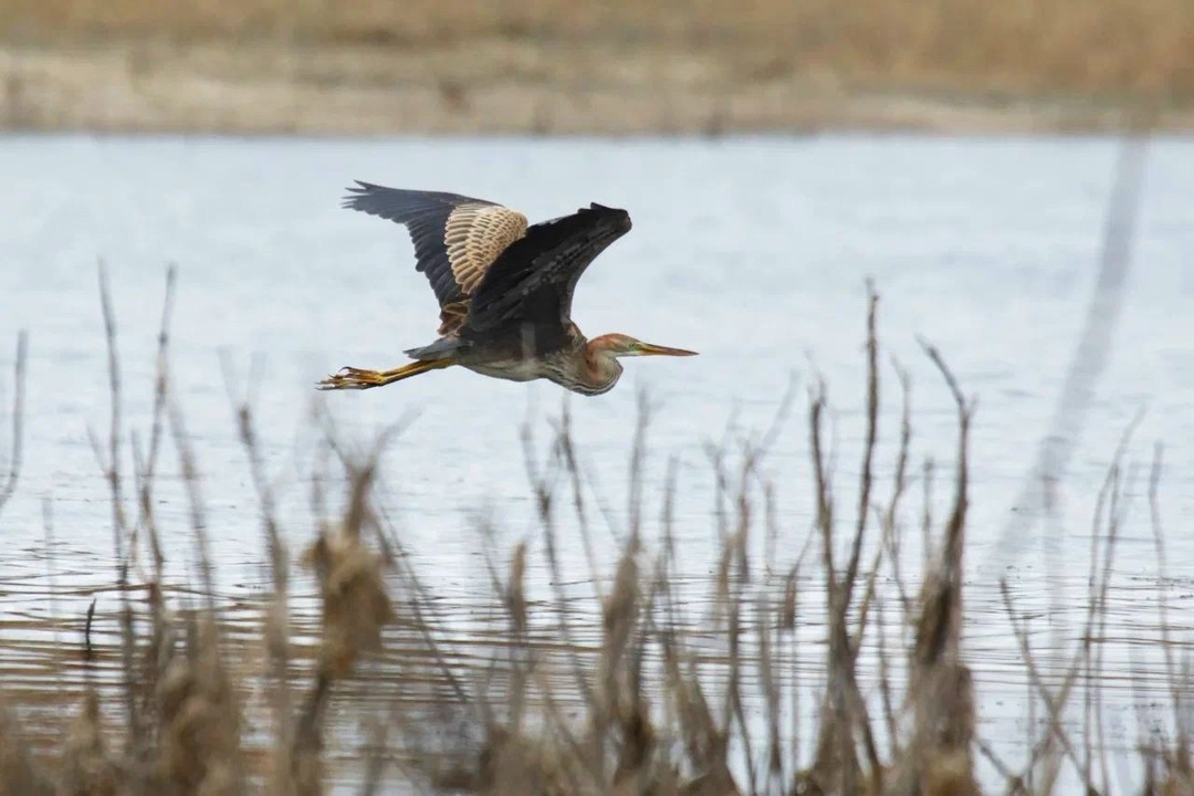 Полёт творчества Невероятные кадры из Нижегородской области от нашего коллеги Вячеслава Юсупова.