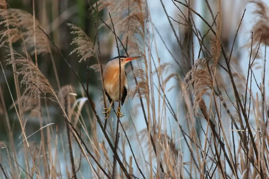 Полёт творчества Невероятные кадры из Нижегородской области от нашего коллеги Вячеслава Юсупова.