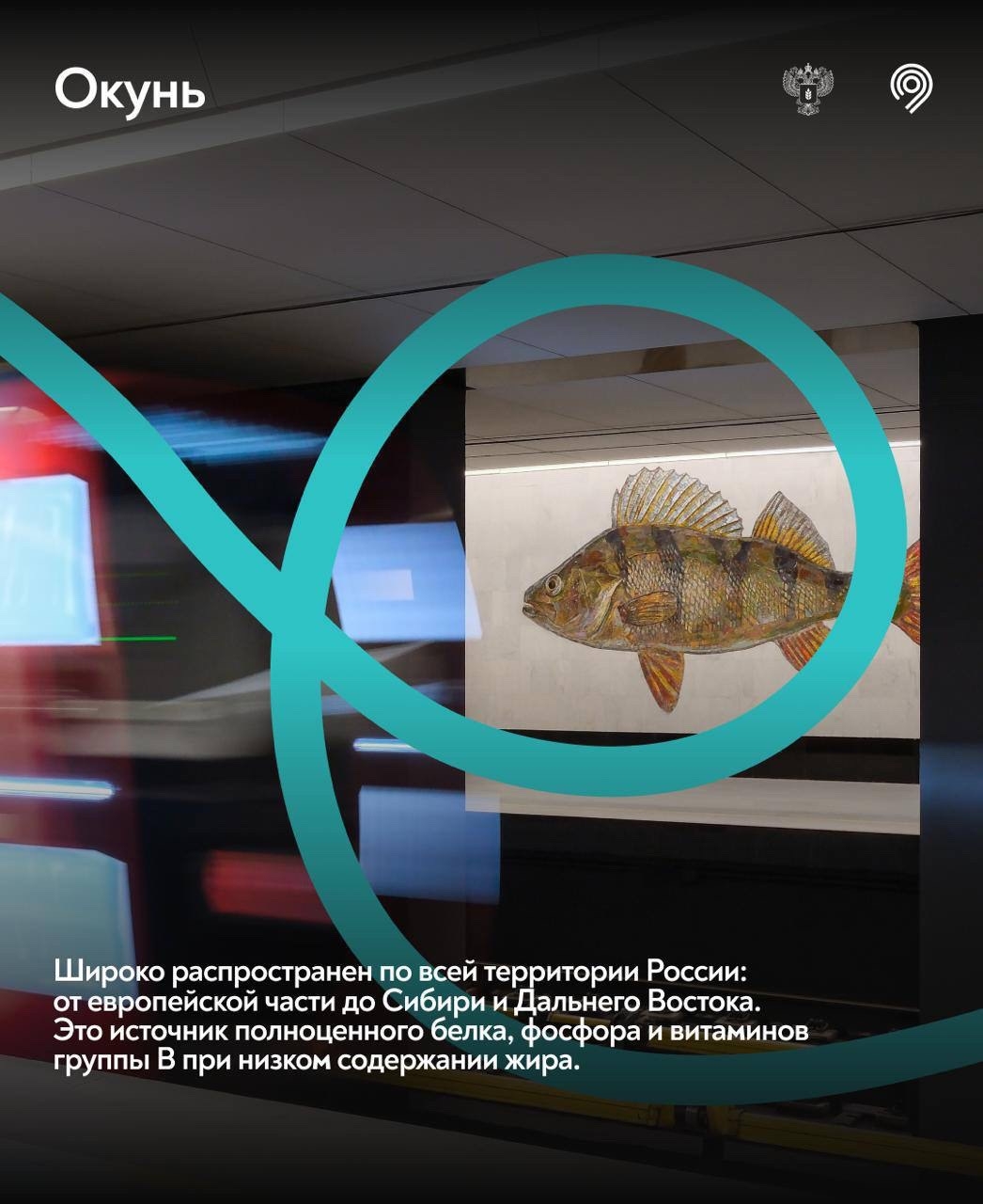 Самая «рыбная» станция Москвы Большой кольцевой линии Московского метрополитена – 3 года!