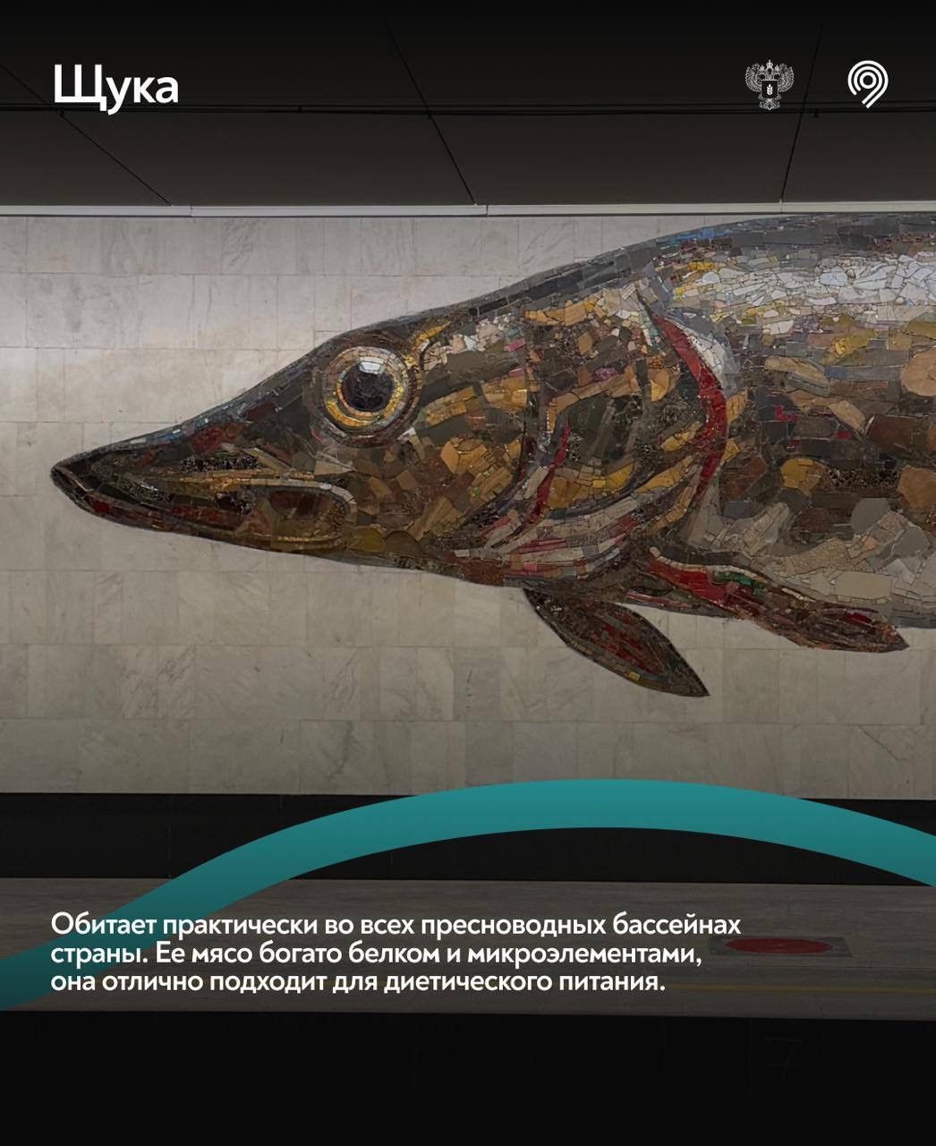 Самая «рыбная» станция Москвы Большой кольцевой линии Московского метрополитена – 3 года!