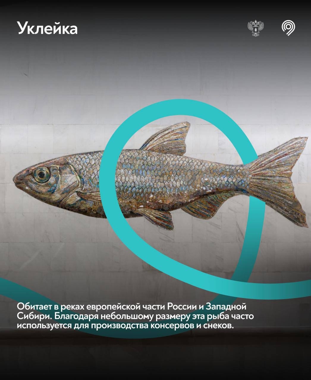 Самая «рыбная» станция Москвы Большой кольцевой линии Московского метрополитена – 3 года!