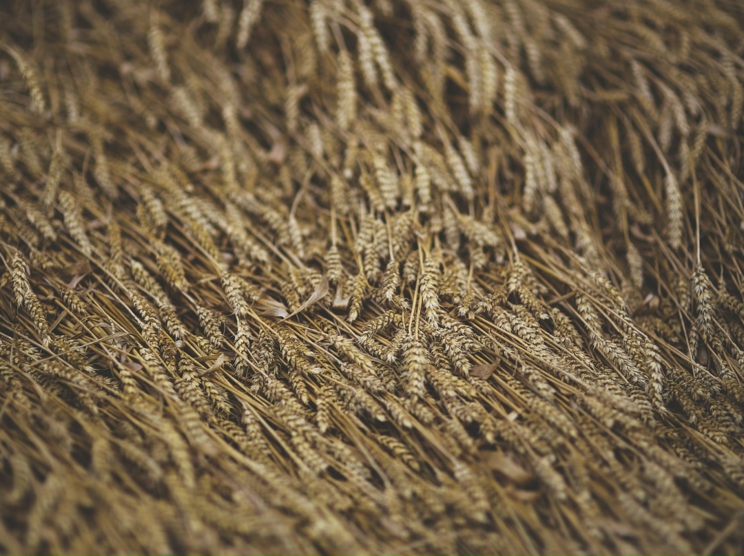 Национальная товарная биржа в тестовом режиме начала расчет и публикацию индикативного показателя цен спот-рынка пшеницы. Индикативный показатель отражает…