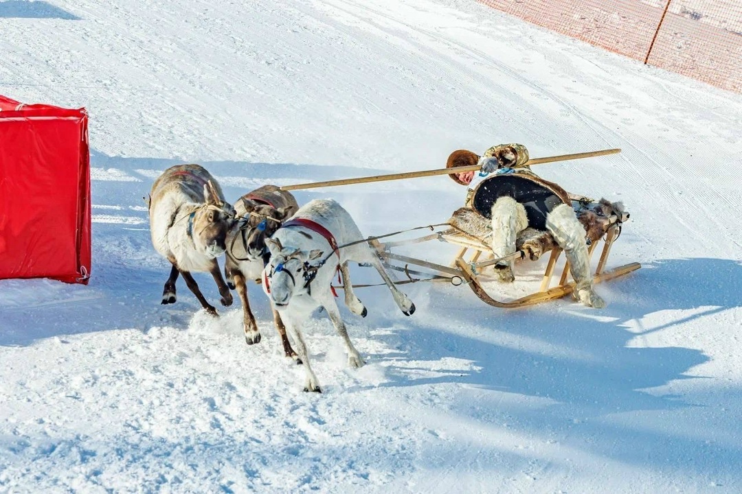 Олений дрифт В 11-й раз оленеводы Югры из пяти муниципалитетов состязались в профессиональном мастерстве.