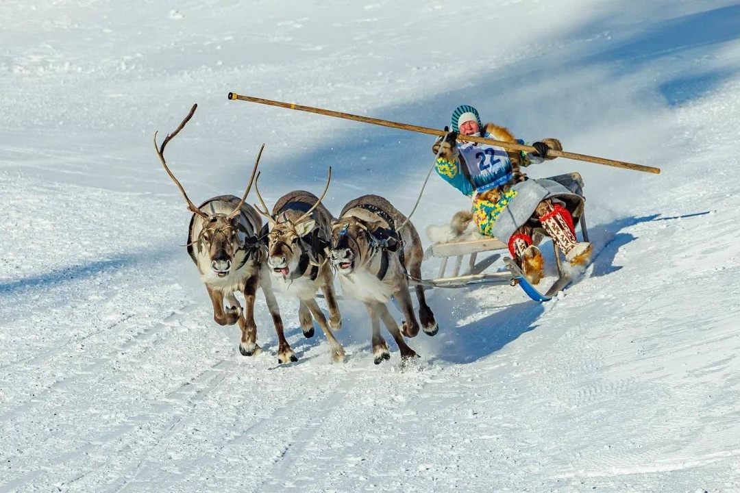 Олений дрифт В 11-й раз оленеводы Югры из пяти муниципалитетов состязались в профессиональном мастерстве.