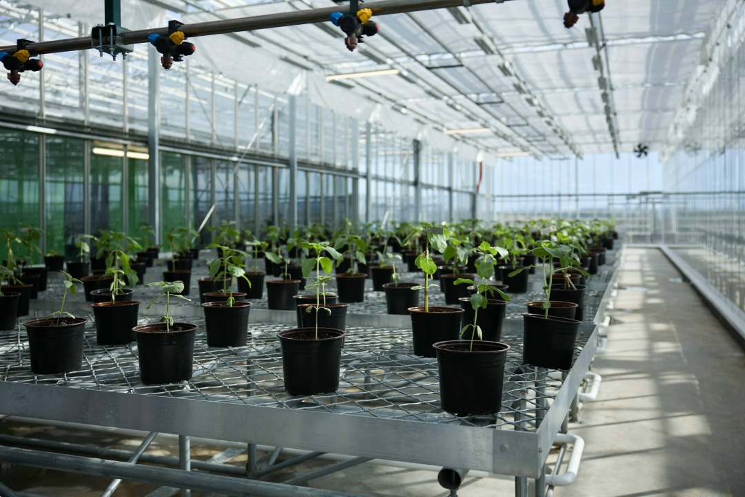 Глава Минсельхоза проверила готовность агробиотехнопарка «Кластер Вавилов»