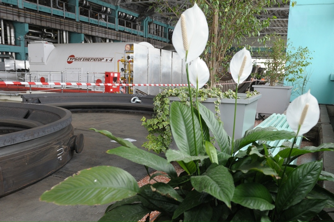 Где в Заречном растут лимоны? Конечно, на Белоярской АЭС.