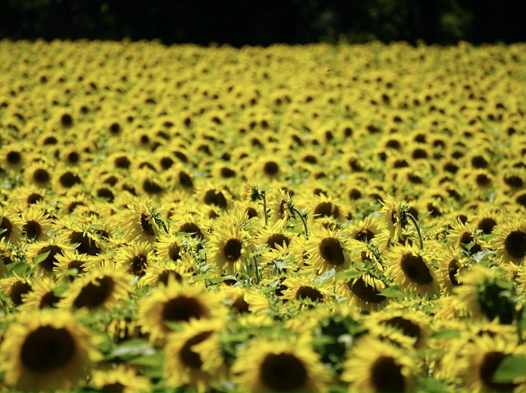 В 2026 году впервые в истории России посевные площади подсолнечника могут превысить площади под яровой пшеницей. Об этом «Интерфаксу» сказал гендиректор…