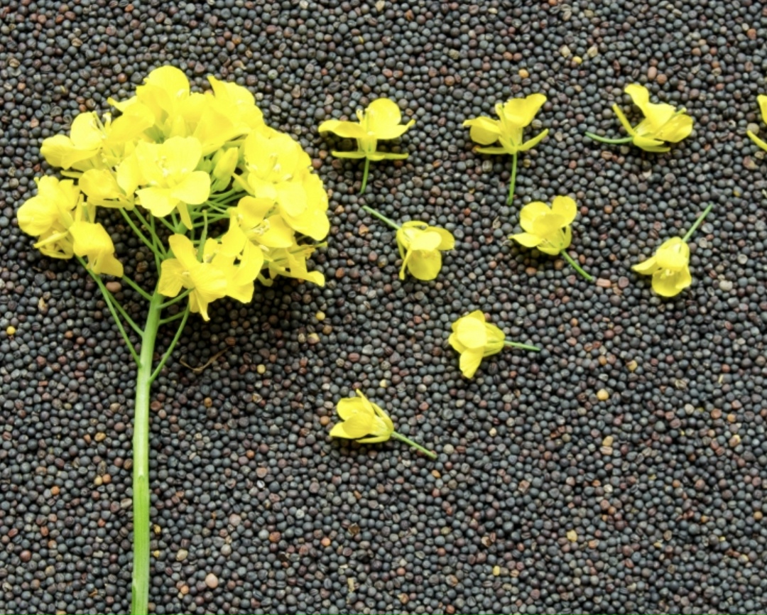 «МЭЗ ЮНЭКО» увеличил объем инвестиций в строительство завода по выпуску растительных масел с примерно 3 млрд руб. почти до 3,9 млрд руб., пишет «Абирег» со…