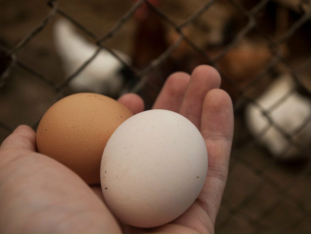 В этом году в подмосковной Кашире будет запущена птицефабрика компании «Белянка» мощностью 525 млн яиц в год. Предприятие станет одним из крупнейших…