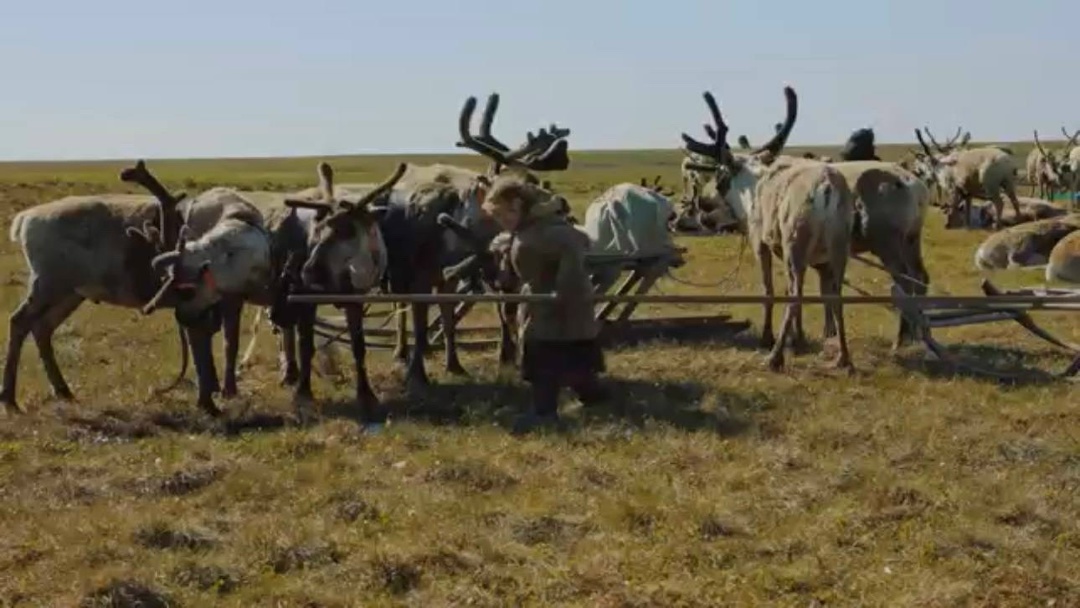 Хранители тундры В Салехарде состоялся премьерный показ художественного фильма «Очаг» («Мяд панг») о ненецких кочевниках