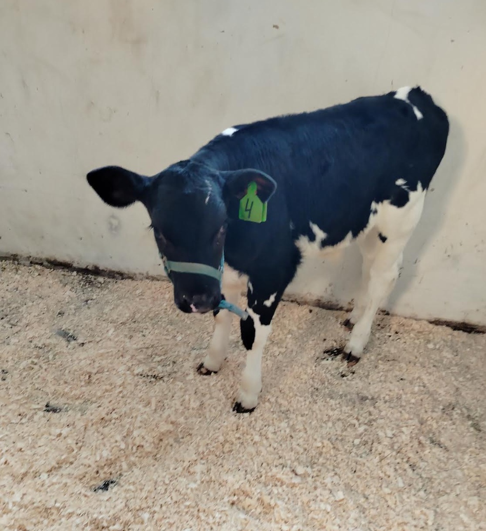 Санкт-Петербургский государственный университет ветеринарной медицины представил журналистам телят, полученных методом экстракорпорального получения эмбрионов.…