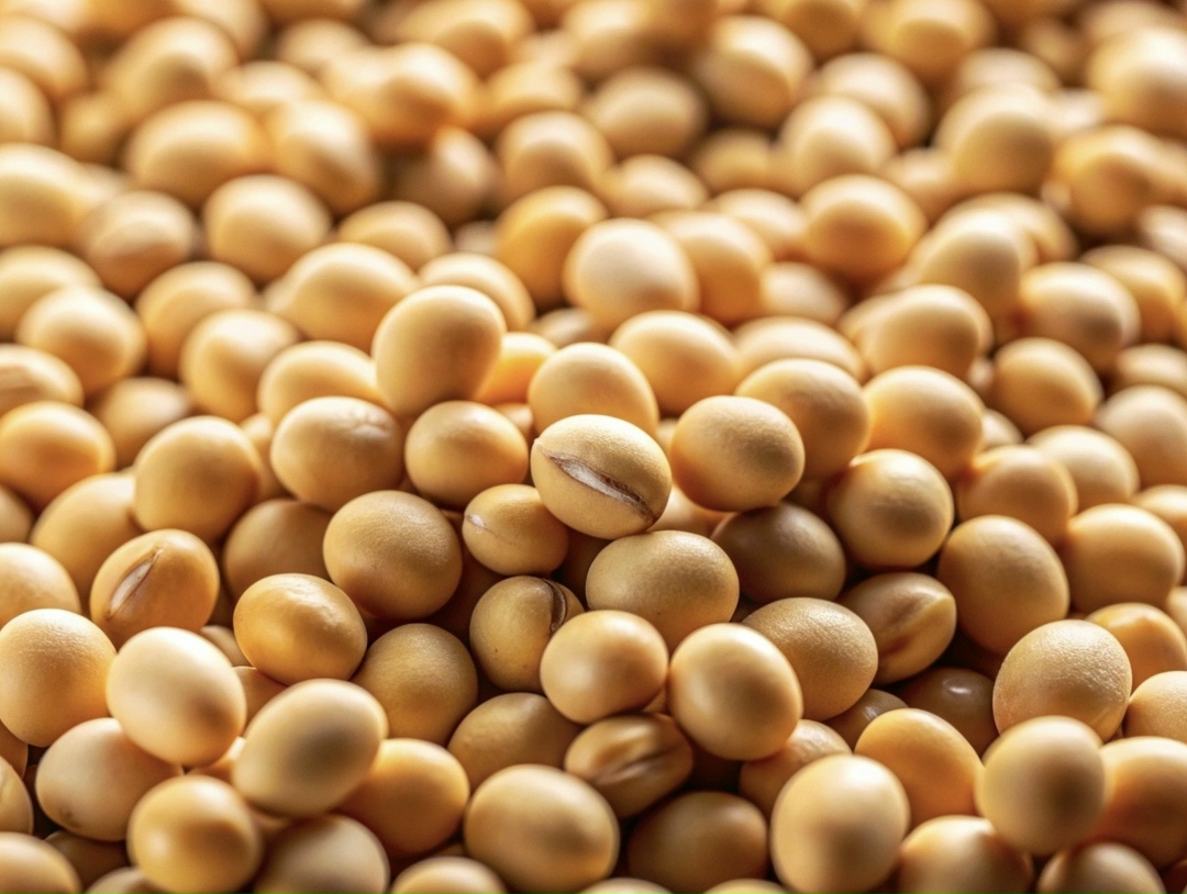 Минсельхоз предлагает продлить еще на год разрешение на ввоз в страну ГМО-сои при условии, что произведенные из нее корма будут направляться на экспорт