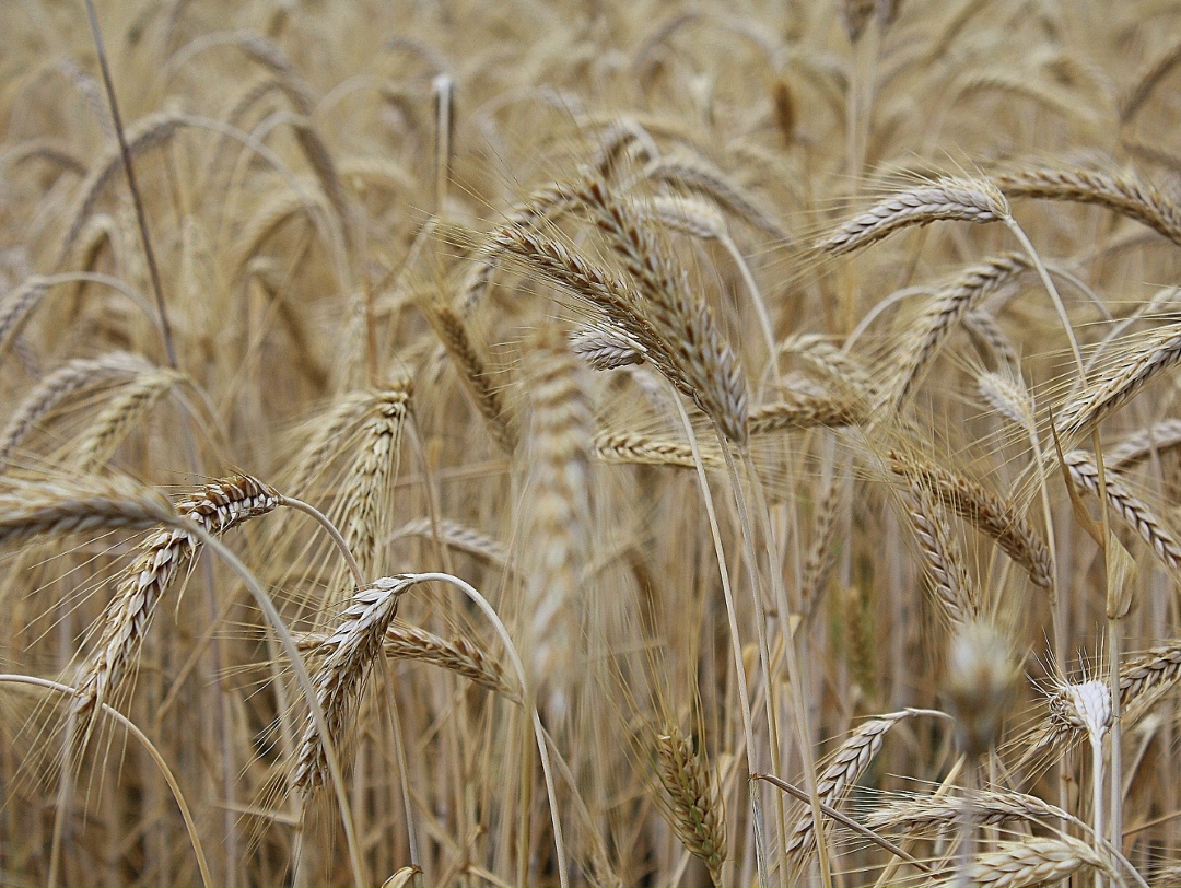 Росимущество выставило на торги компанию «Родные поля» (прежнее название – ТД «Риф»). Начальная цена – 11,7 млрд руб., шаг аукциона – 585 тыс. руб., следует из…