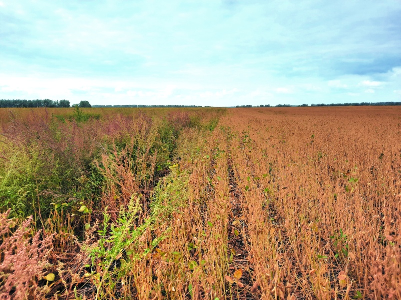 Цена качества: почему дженерики не могут заменить оригинальный БАЗАГРАН®