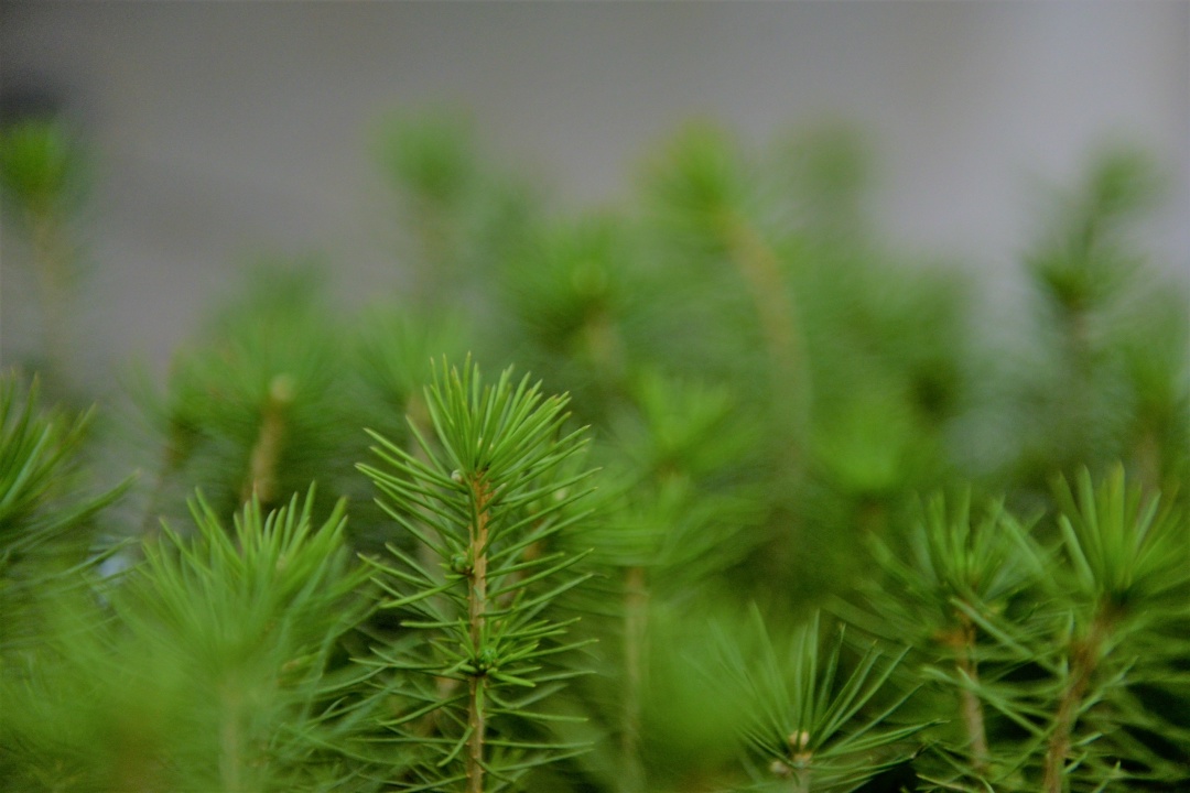 Дмитрий Патрушев: Россия полностью обеспечена собственным лесосеменным материалом на текущий год.