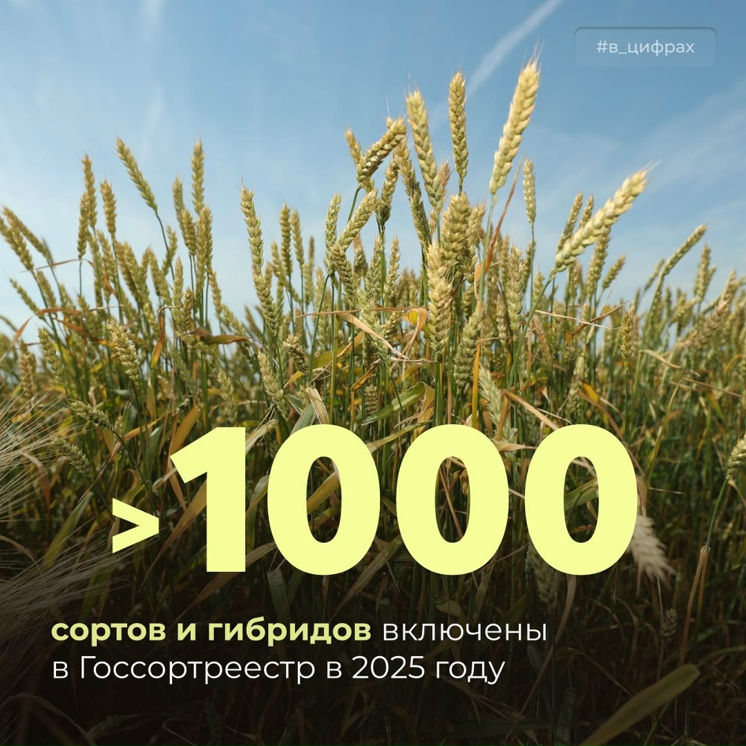 Тысячи новых сортов и гибридов В прошлом году Госсорткомиссия провела >15 тысяч испытаний, по результатам которых в реестр внесено свыше 1 тысячи сортов и…