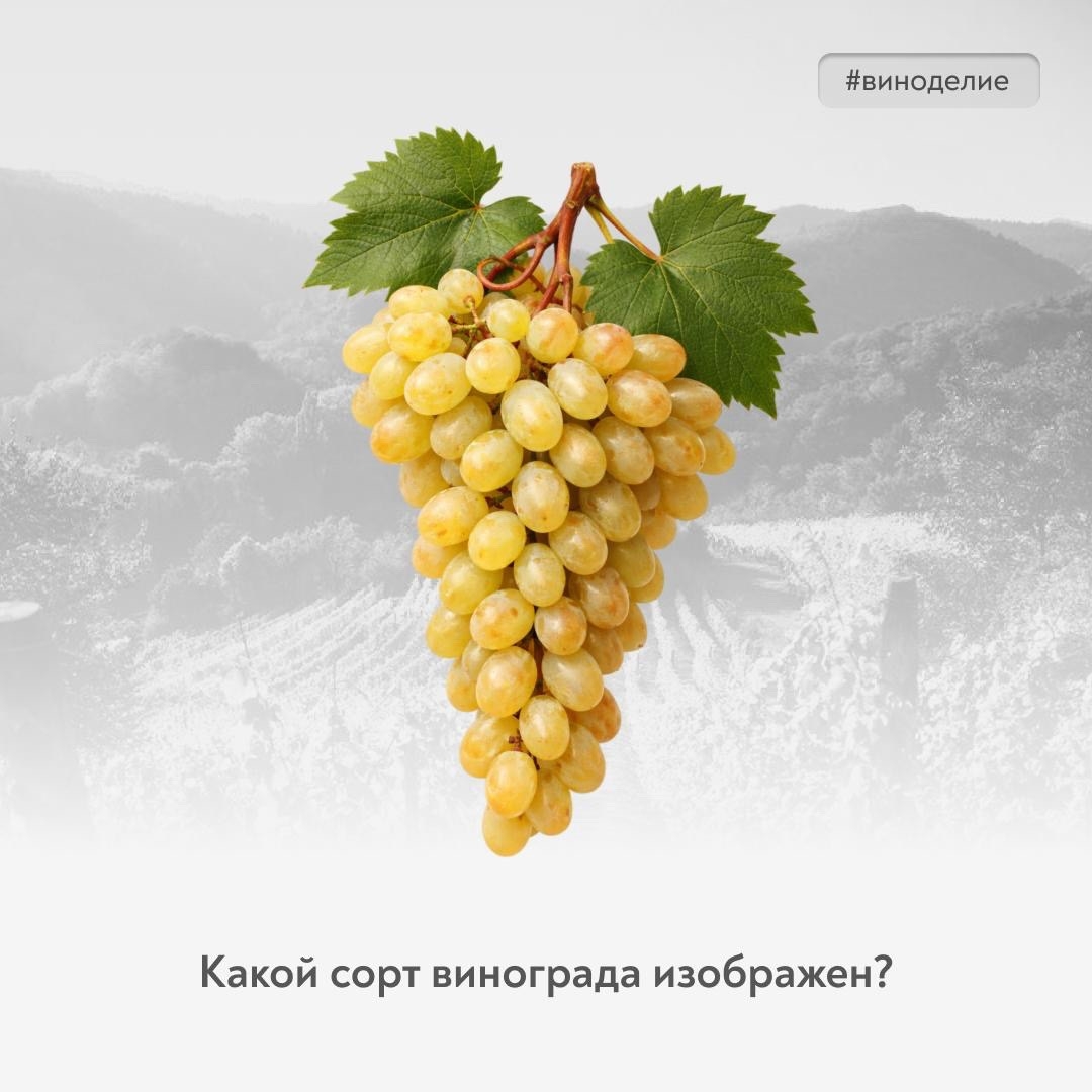 Легенда советских виноградников В рубрике #винный_квиз – один из самых известных белых сортов винограда, который когда-то был самым распространенным в СССР