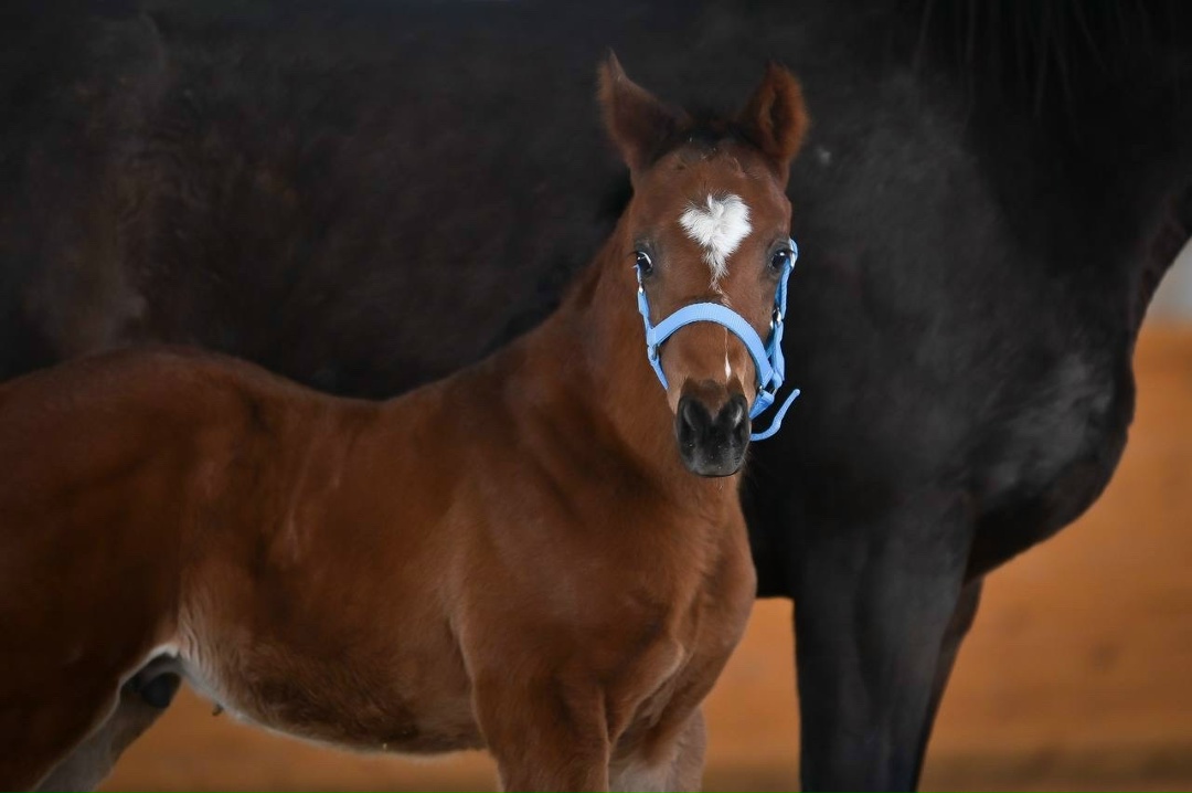 Новая надежда Нурлатского завода Мы к вам с хорошими новостями: совсем недавно в Нурлатском конном заводе появился на свет крепкий и красивый жеребенок…