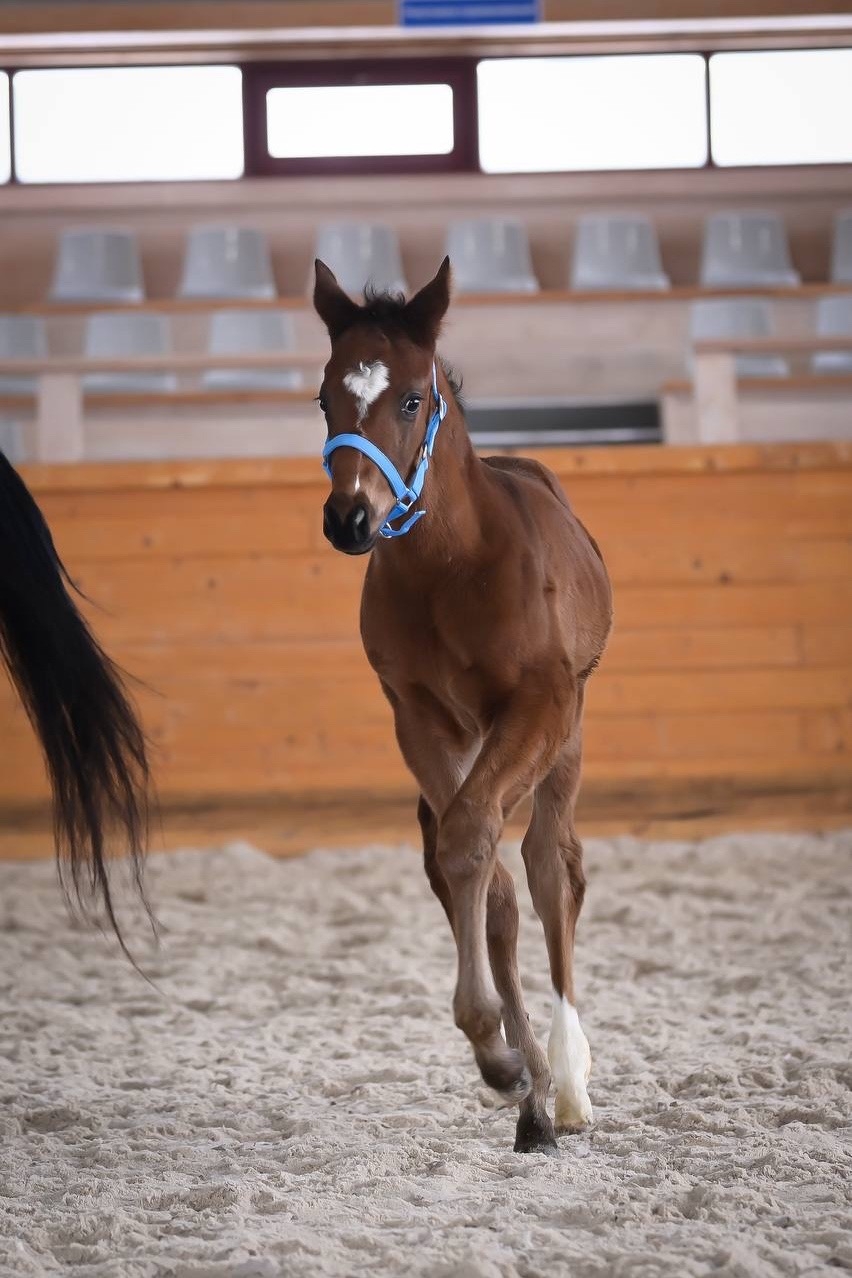 Новая надежда Нурлатского завода Мы к вам с хорошими новостями: совсем недавно в Нурлатском конном заводе появился на свет крепкий и красивый жеребенок…