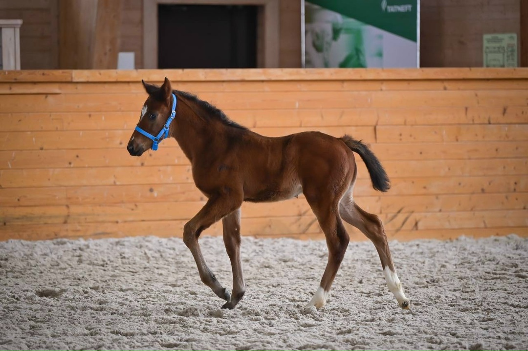 Новая надежда Нурлатского завода Мы к вам с хорошими новостями: совсем недавно в Нурлатском конном заводе появился на свет крепкий и красивый жеребенок…