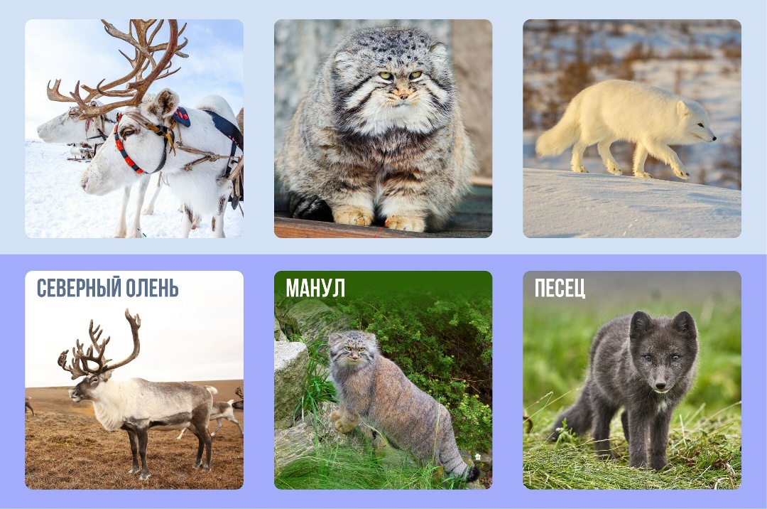 Посмотрите, как меняются животные в конце зимы