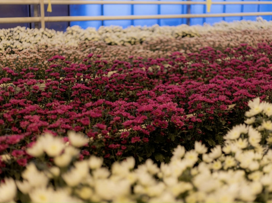 ГК «Горкунов» получит льготные кредиты от ВТБ на строительство тепличных комплексов по производству цветов в Новосибирской области и Алтайском крае. Общий…