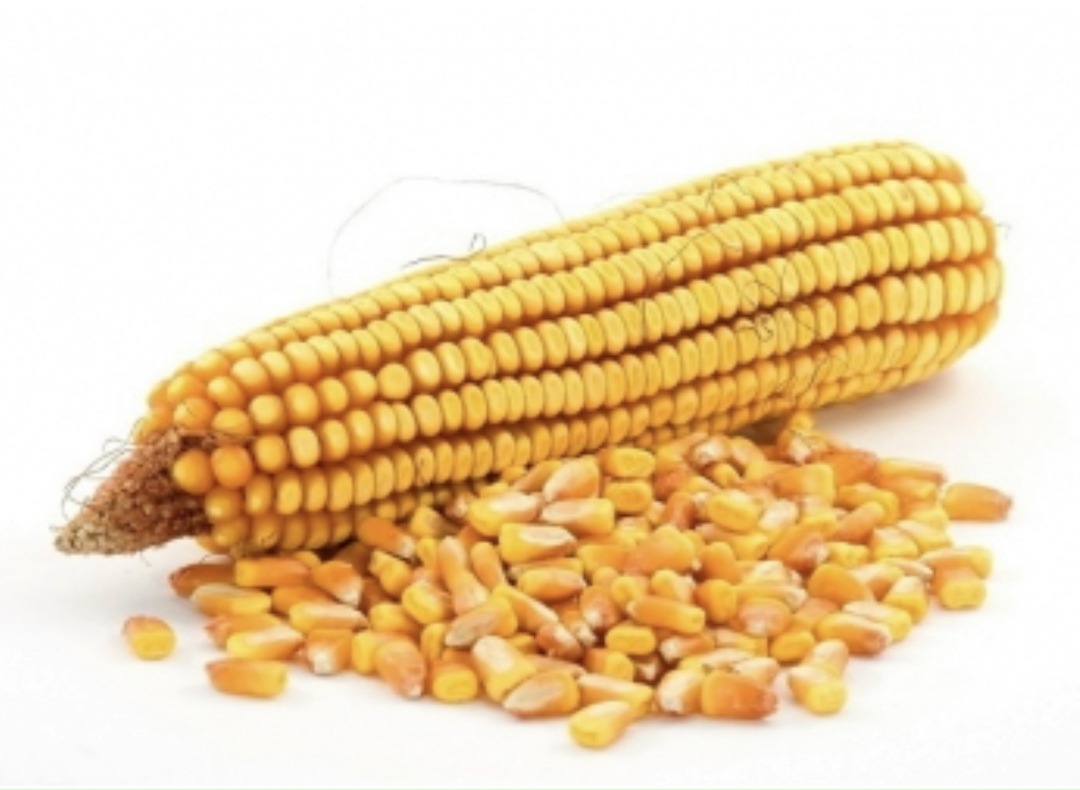 Компания «Астон» начинает реализацию инвестпроекта в сегменте глубокой переработки кукурузы в Рязанской области. Общий объем вложений составит около 4 млрд…