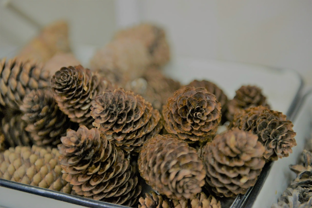 Потребность отечественного лесного хозяйства в семенах лесных растений на 2026 год полностью покрывается продукцией, заготовленной на территории страны