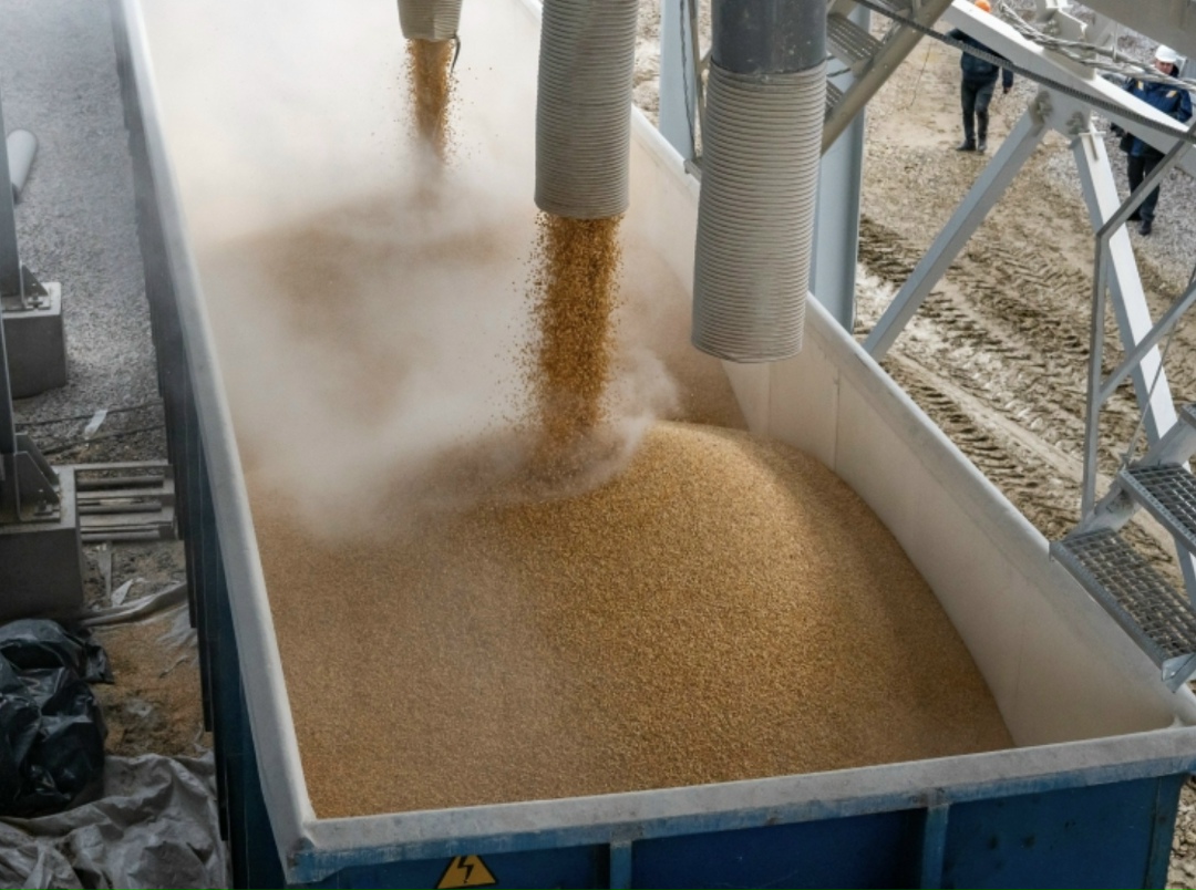 Производство пшеницы в России в 2026 году может умеренно снизиться по сравнению с прошлым годом на фоне сокращения ее посевов, говорится в мартовском обзоре…